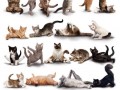 Yoga cats