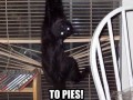 To pies zrobił