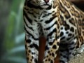 Ocelot