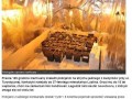 Groźny przestępca schwytany