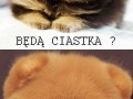Ciastko 