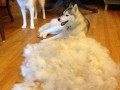 Husky