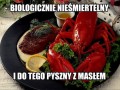 Pechowy homar
