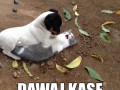 No dawaj