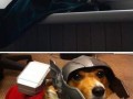 Adoptowany