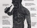 Anatomia kaca