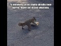 Wiewiór i burrito