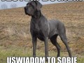 Jestem dogiem
