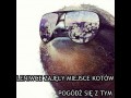 Leniwce