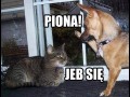 Piona