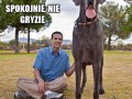 George  największy pies świata