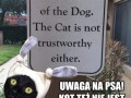 Ten kot