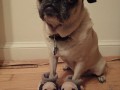 A pug in pug