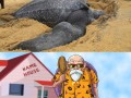 Mistrz roshi