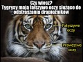 Prawda o tygrysach