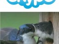 Skype 1