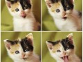 Kiciooo by spa