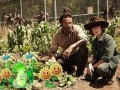 Plants vs dead