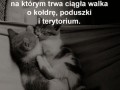 Przytulanie to kłamstwo
