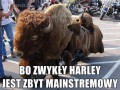 Bo zwykły jest