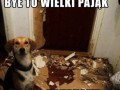 Pajonk