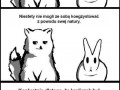 Lisek i króliczek