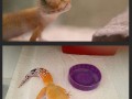 Happy gecko