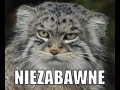 Niezabawne