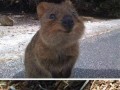 Quokka