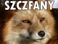 Szczfany