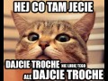 Całkiem jak mój kot