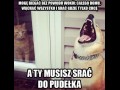 Pies i kot