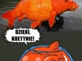Mała złota rybka