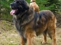Chihuahua i jego większy kumpel