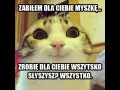 Psychopatyczny koteu