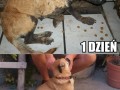 Uratowany piesek