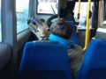 How i goat
