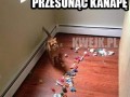 Kanapa przesunięta
