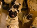 Pug