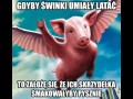 Gdyby świnie latały