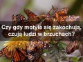 Zakochane motyle