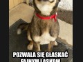 Dobry pies 1