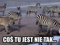 Nadal nie wiedzą 1