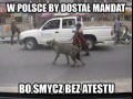 Witamy w polsce
