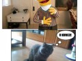 Funny cat picture