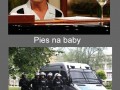 Pies na baby