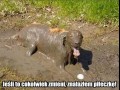 Błotna radość