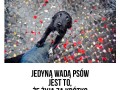 Jedną wadą psów jest to że żyją za krótko