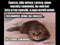 Biedny koteł