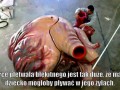 Serce płetwala